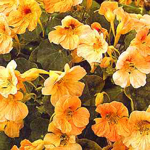 A wonderful  scrumptious separate flower colour in creamy apricot. It