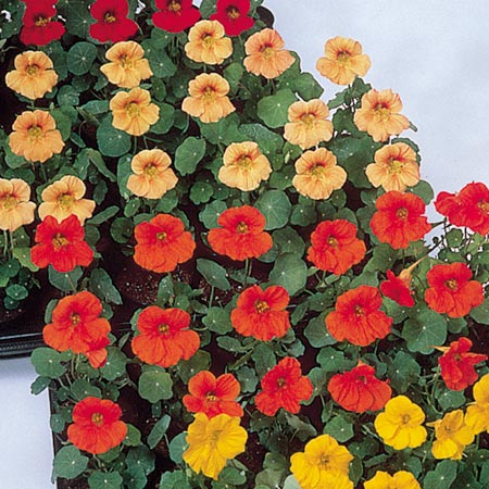 Unbranded Nasturtium Tip Top Mixture Seeds Average Seeds 25