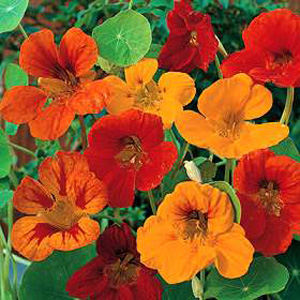 Dwarf compact plants bearing brilliantly coloured single` flowers in a wide colour range. Easy plant