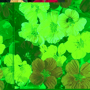 An RHS `Award of Garden Merit` winner  this superb mixture produces upward facing flowers that held 