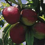 The perfect nectarine for the garden! Easy to grow and vigorous  it shows good resistance to frost a