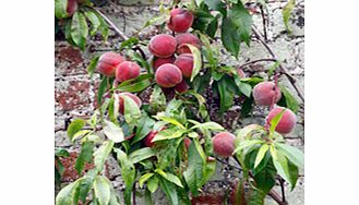 Unbranded Nectarine Tree - Lord Napier
