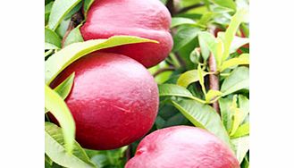 Unbranded Nectarine Tree - Queen Ruby