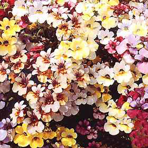 Compact bushes smothered in bloom. Planted closely these convey a glowing sheet of colour. Average p