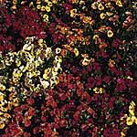 Unbranded Nemesia Carnival Seeds 421841.htm