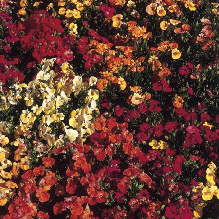 Unbranded Nemesia Carnival Seeds Average Seeds 850