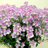 Unbranded Nemesia Maritana Collection Pack of 12 Pot Ready