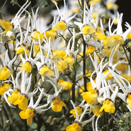 Unbranded Nemesia Masquerade Seeds Average Seeds 100