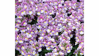 Unbranded Nemesia Plants - Scented Lady