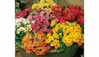 Unbranded Nemesia Plants - Sundrops Mix