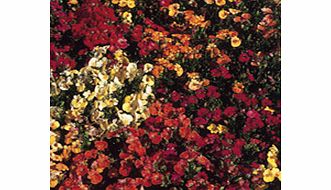 Unbranded Nemesia Seeds - Carnival
