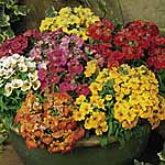Unbranded Nemesia Sundrops Mixed Plants 402561.htm