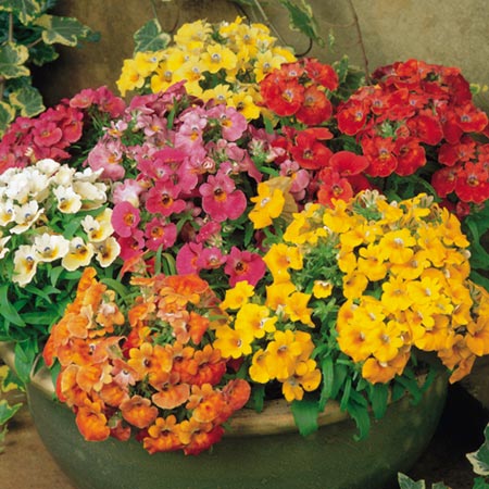 Unbranded Nemesia Sundrops Mixed Plants Pack of 20