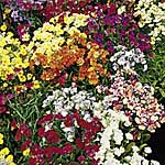 Unbranded Nemesia Tapestry Mixed Seeds 421590.htm