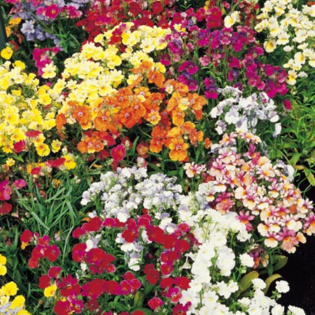 Unbranded Nemesia Tapestry Mixed Seeds Average Seeds 540