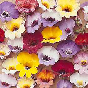 Unbranded Nemesia Tapestry Mixed Seeds