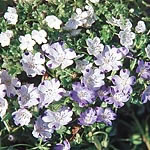 A beautiful mix of popular Nemophila varieties  including white with dark spots  purple with white e