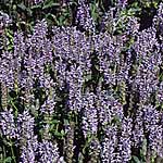 Unbranded Nepeta nervosa Blue Moon Seeds 145144.htm