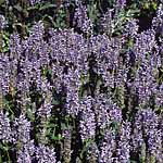 Masses of tiny  eye-catching flowers in blue/pale blue bicolours  over a long period. The flowers an