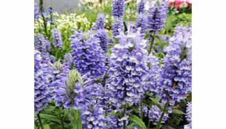 Unbranded Nepeta Plants - Blue Moon