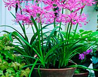 Unbranded Nerine bowdenii Potted Bulb