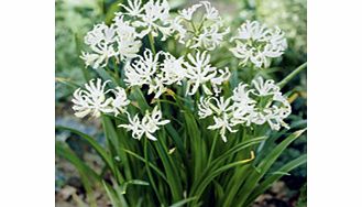 Unbranded Nerine Bulb - flexuosa alba