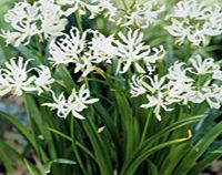 Unbranded Nerine Bulbs - Collection