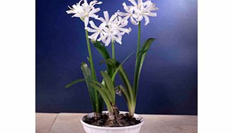 Originally from South Africa this delightful bulb produces sparkling lily-like flowers that will brighten up your autumn! Flowers October-November. Height 40-50cm.Mother of Pearl - Very pale pink almost white.