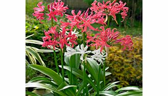 Unbranded Nerine sariensis Bulbs - Twin Pack