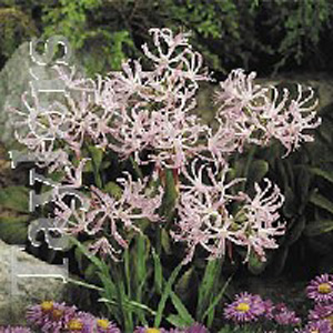 Unbranded Nerine Undulata Crispa Bulb