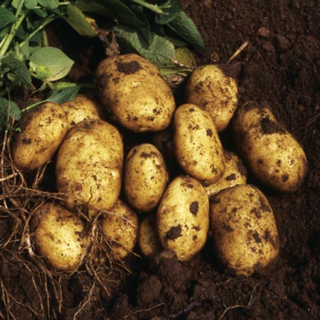 Unbranded Nicola Potatoes - 3 kg (Salad) 3 kg