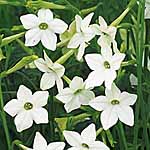 Unbranded Nicotiana Affinis Seeds 421930.htm