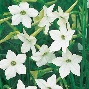 Large  perfumed white flowers. Flowers like long trumpets  brightly coloured  throughout the summer.
