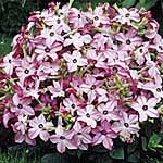 Unbranded Nicotiana Avalon Bright Pink F1 Seeds 423117.htm