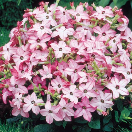 Unbranded Nicotiana Avalon Bright Pink F1 Seeds Average