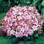 Nicotiana Avalon Bright Pink F1 Seeds
