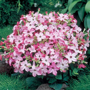 Unbranded Nicotiana Avalon Bright Pink Seeds