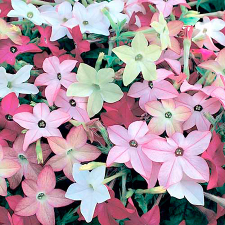 Unbranded Nicotiana Avalon Mixed F1 Plants Pack of 90
