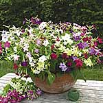 Unbranded Nicotiana Domino Mixed F1 Plants