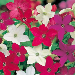 Unbranded Nicotiana Evening Fragrance Seeds