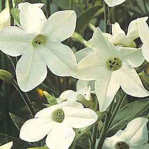 Unbranded Nicotiana Fragrant Cloud Seeds