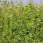 Unbranded Nicotiana Meercat Seeds 421887.htm