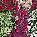 Nicotiana Merlin F1 Seeds