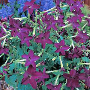 Unbranded Nicotiana Perfume Deep Purple Seeds