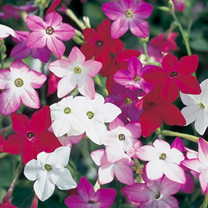 A bedding Nicotiana with a full colour range and beautiful scent The plants are well branched and wi