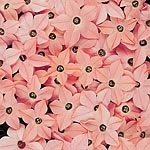 Unbranded Nicotiana Salmon Pink F1 Seeds - Domino Series