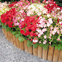 Unbranded Nicotiana Seeds - Domino Mixed F1