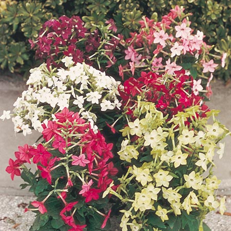Unbranded Nicotiana Sensation Mixed Seeds (Flowering