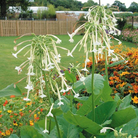 Unbranded Nicotiana Sylvestris Plants Pack of 18 Pot Ready
