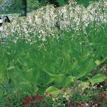 Unbranded Nicotiana Sylvestris Plants Pack of 50 Pot Ready